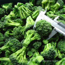 IQF Frozen Vegetable Broccoli Cut